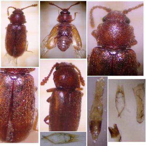 Cryptophagus sp.